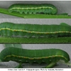 colias erate larva5 volg1
